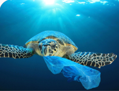 plastik_in_nahrungskette